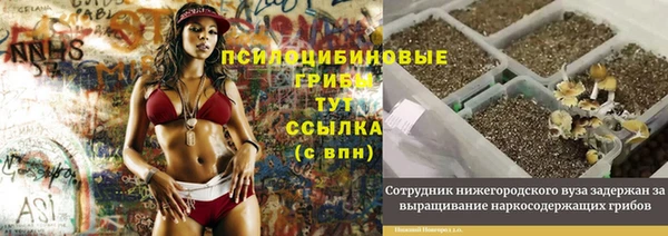 шишки Коряжма